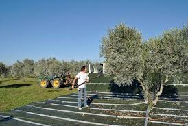 Huiles D Olive Agriculture Biologique Oliveraie