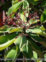 Image result for Euphorbia grantii