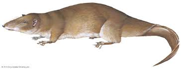 Image result for Orthochilus ruwenzoriensis