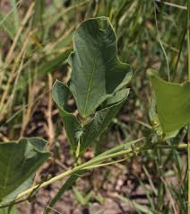 Image result for Neorautanenia