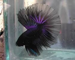 Black betta es una pagina especializada en la cría y comercio del betta splendens y otras. Purple And Black Betta Fish Betta Pet Fish