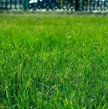 From lawn fertilization and aeration to mosquito control and everything in between, we've got your lawn care and needs covered. Stafford Best Lawn Care Services