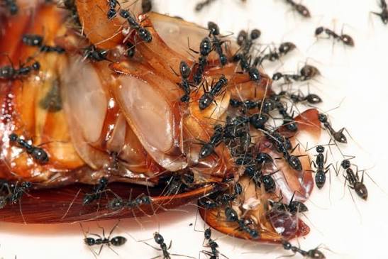 É possível controlar infestações de baratas com formigas? - MDig