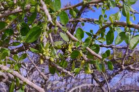 Image result for Withania