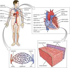 anatomy of the circulatory and lymphatic systems microbiology