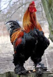 Agen Sabung Ayam Online Klik The Picture For More Information Ayam Jantan Ternak Ayam Ayam