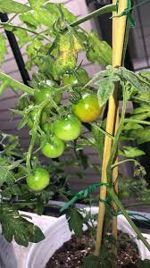 My Balcony Cherry Tomatoes Gardening Garden Diy Home Flowers Roses Nature Landscaping Horticulture Tomato Garden Cherry Tomatoes Tomato