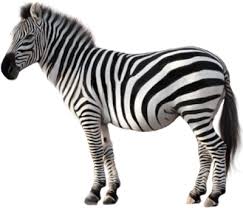 Ruyada Zebra Gormek Maceraya Duskun Bir Insansiniz Ve Kendinizi Surekli Birtakim Risklere Atiyorsunuz Bu Huyunuzdan Vazgecmenizin Yarar V Zebra Zebras Kumas