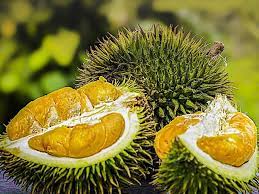 Durian jenis ini berwarna kuning kusam dan berperasa sedikit manis berkrim, maka sesuailah bagi mereka yang hanya mahukan rasa kemanisan. 7 Jenis Durian Cepat Berbuah Terpopuler Dan Banyak Digemari Hot Liputan6 Com