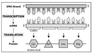 Also, it gives translation from english into other languages. 2 3 Genetic Code And Translation Biology Libretexts