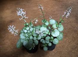 Image result for Plectranthus mandalensis