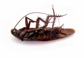 Royal palm pest control's approach is a collaborative, ongoing cycle of three critical activities that help keep pests in their place. Royal Palm Pest Control
