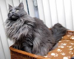 Black And Grey Maine Coon Kittens For Sale Maine Coon Kittens For Sale Northamptonshire Maine Coon Kitten Breeder Cats Pinterest Katzen And Tiere