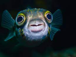 Do fish feel pain when hooked? It S Official Fish Feel Pain Science Smithsonian Magazine