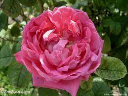 Pin On Reigning Roses