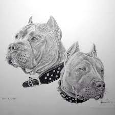 pitbulls pitbull art pitbull drawing dog drawing