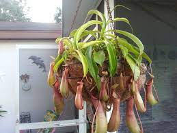Nepenthes Ventrata Is One Of The Best Beginner Carnivorous Plants They Are Easy To Care For And Get A Awesome R Plants Pitcher Plant Carnivorous Pitcher Plant
