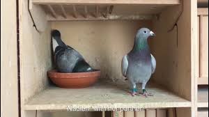 More than 65 years of experience in pigeon sport at the highest level. Euro Heremans Ceusters Hall Of Fame