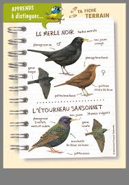 Merle Etourneau Sansonnet Documentaire Animaux Oiseaux Des Jardins Empreinte Animaux