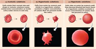 No More Confusion Osmosis Vs Tonicity Basic Anatomy And Physiology Osmosis Anatomy And Physiology