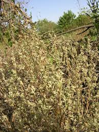 Image result for Nothosaerva