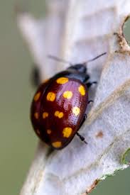 Image result for Berkheya bipinnatifida