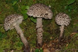Image result for Strobilomyces strobilaceus