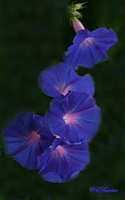 7131 Composition Made By Nature Morning Glory Flowers Birth Flowers Purple Flowers