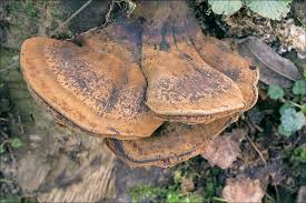 Image result for Ischnoderma resinosum