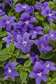 Endless Illumination Browallia Hybrid Shade No Deadheading Drought Tolerant Blue And Purple Flowers Annual Flowers Shade Flowers