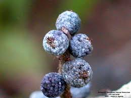 Image result for Micrargeriella