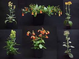 Image result for Kalanchoe glaucescens