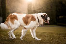 Saint Bernard Full Profile History And Care