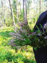 Особенности выращивания в домашних условиях, в саду. Veresk Erika Lesnoj 40 Foto Na Dache Foto