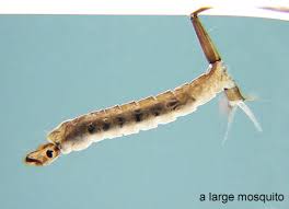 Image result for Isoglossa ciliata