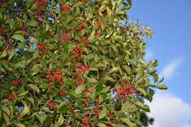 Check spelling or type a new query. Holly Berries Supply A Burst Of Energy For Birds