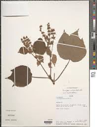 Image result for Triumfetta cordifolia