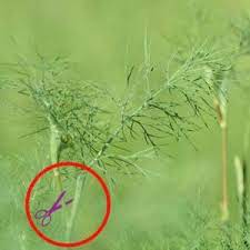 If dill is allowed to go to seed and the soil isn't disturbed too much, more dill plants will likely appear next spring. All About Growing Dill Planting Pruning Harvesting Better Gardener S Guide