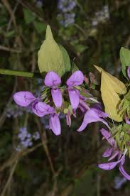 Image result for Dicliptera transvaalensis