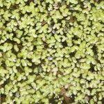 Image result for Lemna aequinoctialis