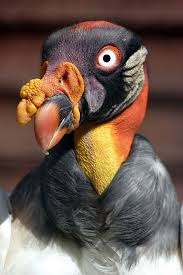 May The Bird Of Paradise Fly Up Your Nose Meaning Sun Stones Birds Number 2452 By Benoit Jenny Schecter On Flickr Aves Pajaros Pajaros Exoticos Aves Rapaces