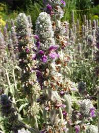 Image result for Syncolostemon linearis