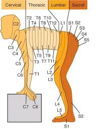 Spinal Nerve And Innervation Area Of Human Body Medical