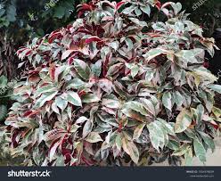 Image result for Excoecaria bussei