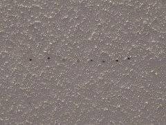 Small holes in yards are generally from insects, invertebrates or burrowing rodents. Tiny Holes In Ceiling