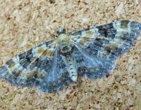 Image result for Eupithecia pulchellata