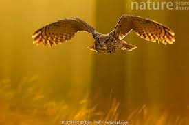 Image result for Bubo