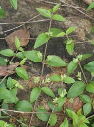 Image result for Psilotrichum sericeum