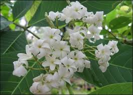 Image result for Holarrhena