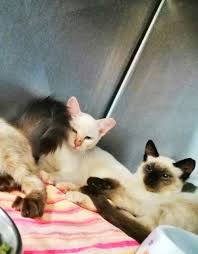 Maybe you would like to learn more about one of these? Sos Algarve Animals Animal Aid Associaciao Protetora Dos Animais Spca International